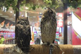 Owl display